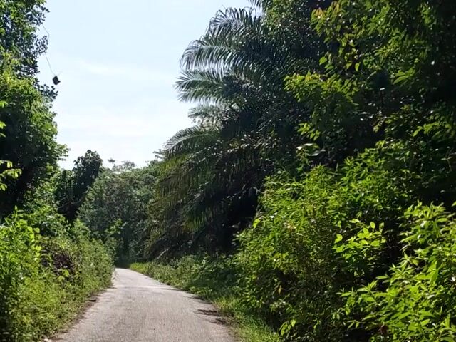 Video Image 1
