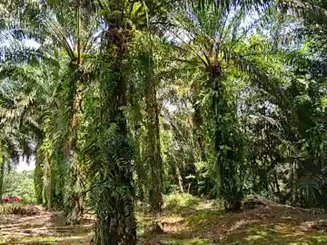 Video Image 1