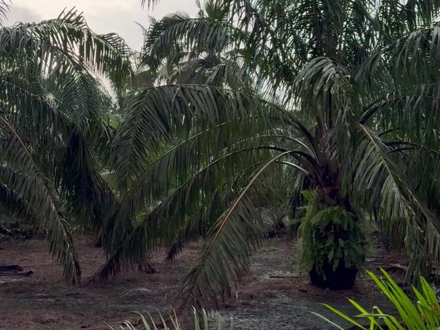 Video Image 1