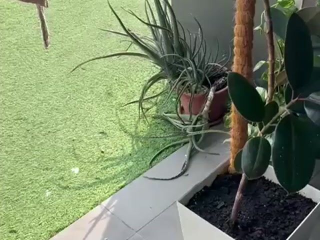 Video Image 1