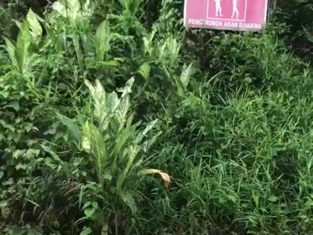 Video Image 1