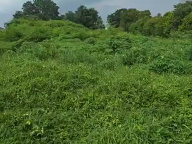 Video Image 1