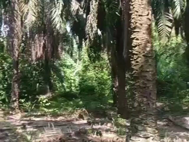 Video Image 1