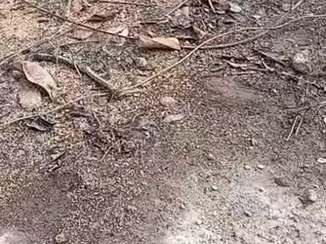 Video Image 1