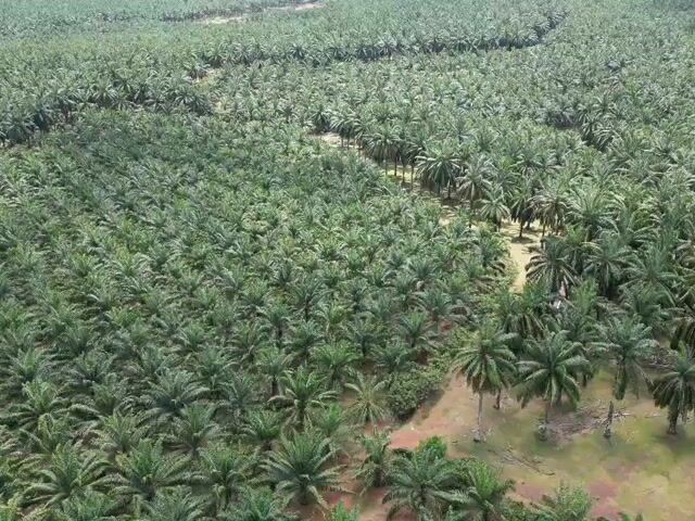 Video Image 1