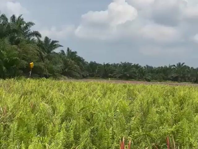 Video Image 1