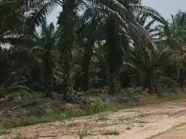 Video Image 1
