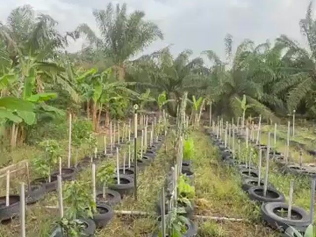 Video Image 1