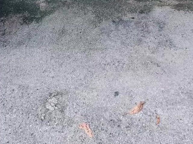 Video Image 1