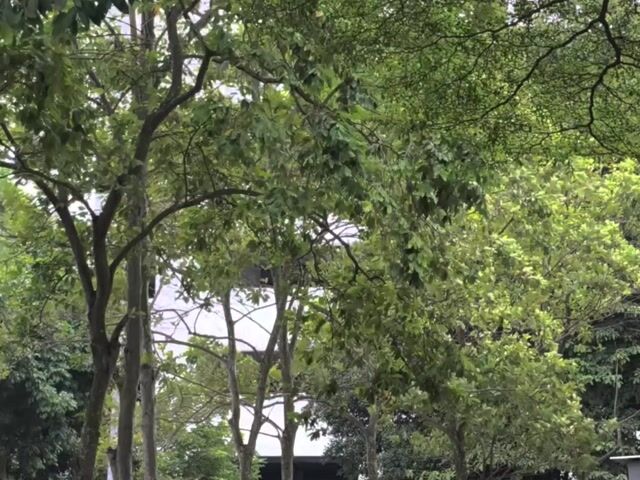 Video Image 1