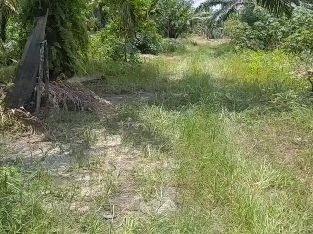 Video Image 1