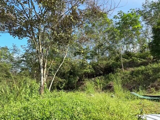 Video Image 1