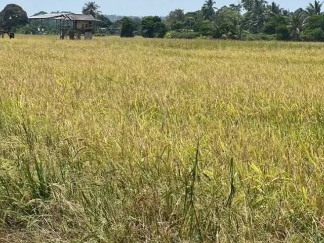 Video Image 1