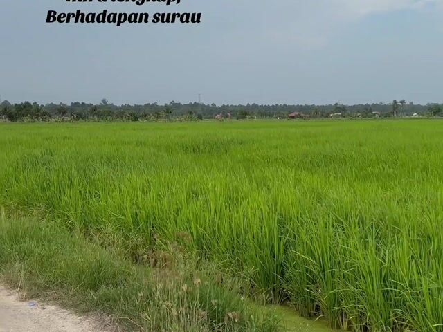 Video Image 1