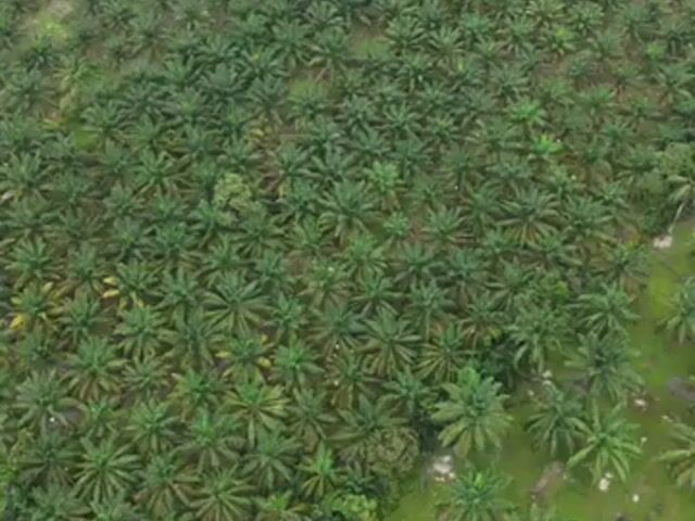 Video Image 1