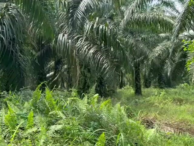 Video Image 1