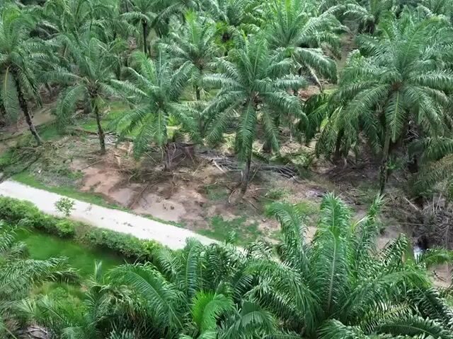 Video Image 1