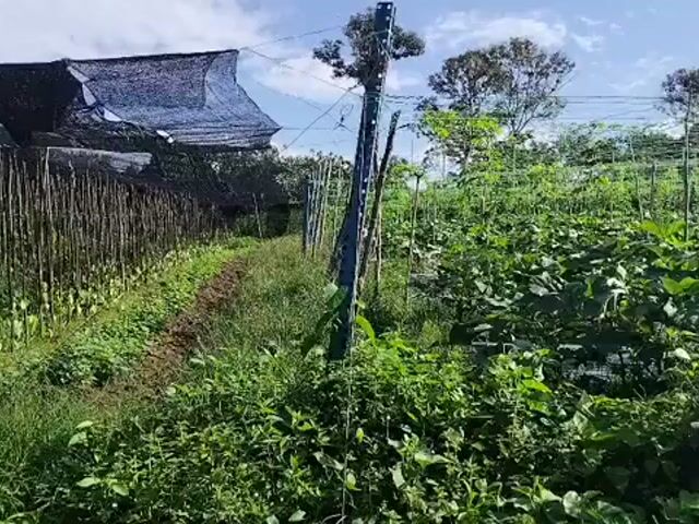 Video Image 1
