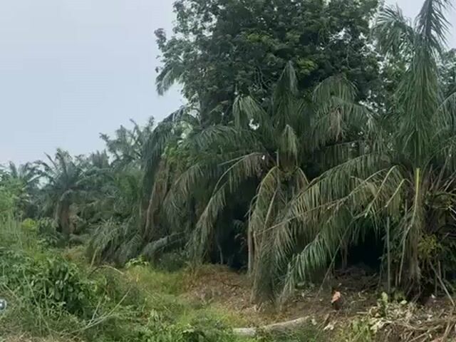Video Image 1