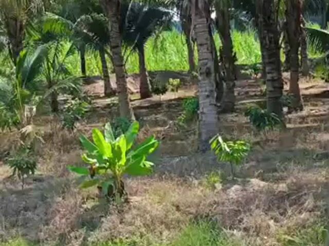 Video Image 1