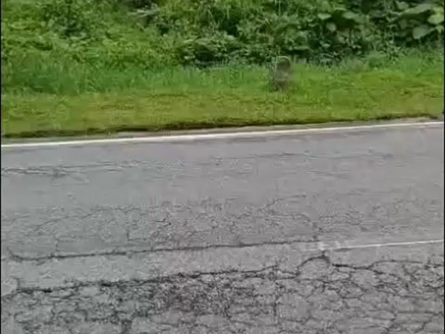 Video Image 1