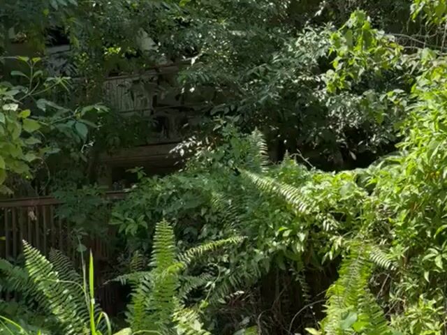 Video Image 1