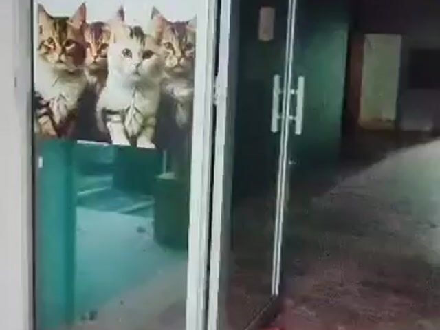 Video Image 1