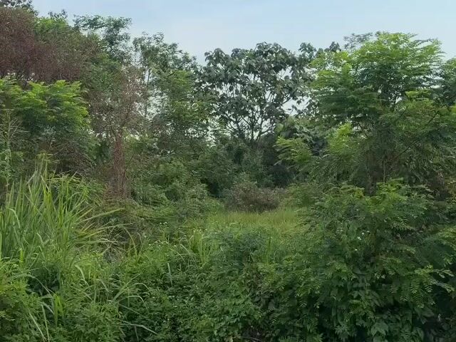 Video Image 1