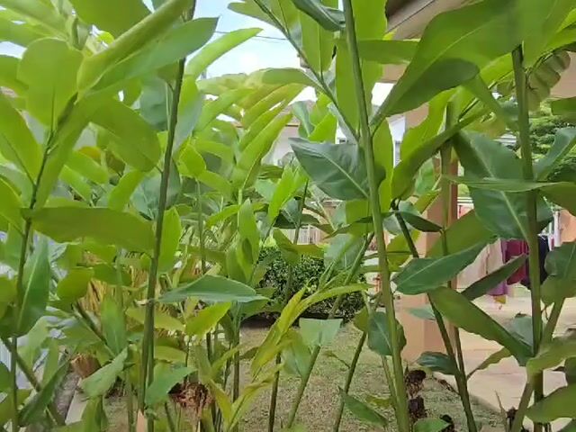 Video Image 1