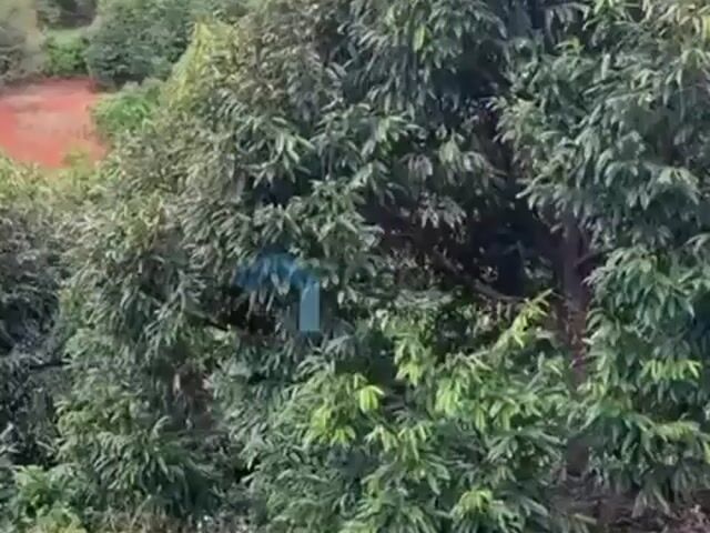 Video Image 1