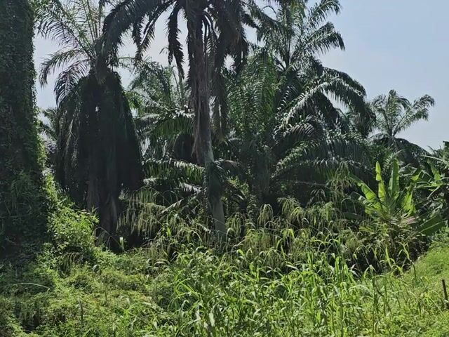 Video Image 1