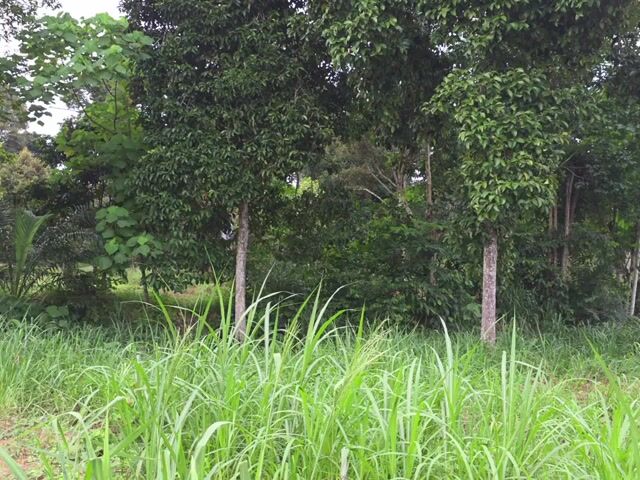 Video Image 1