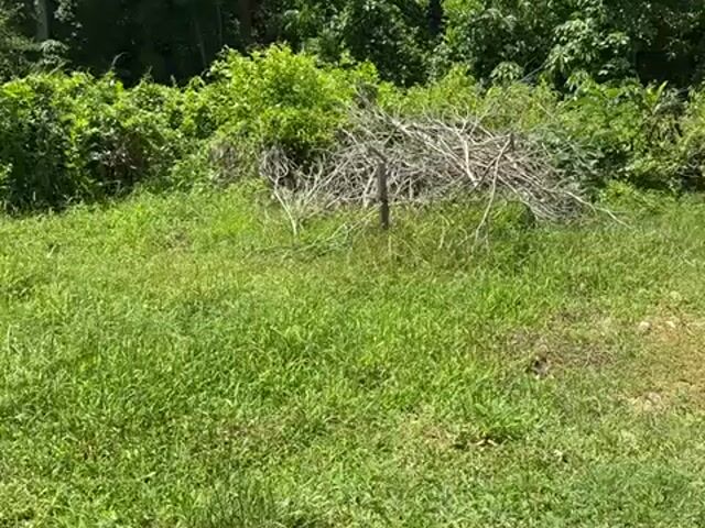 Video Image 1