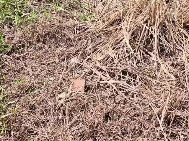 Video Image 1