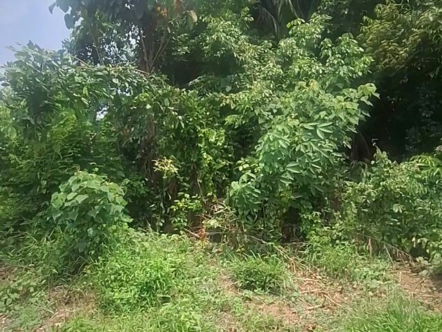 Video Image 1