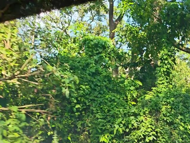 Video Image 1