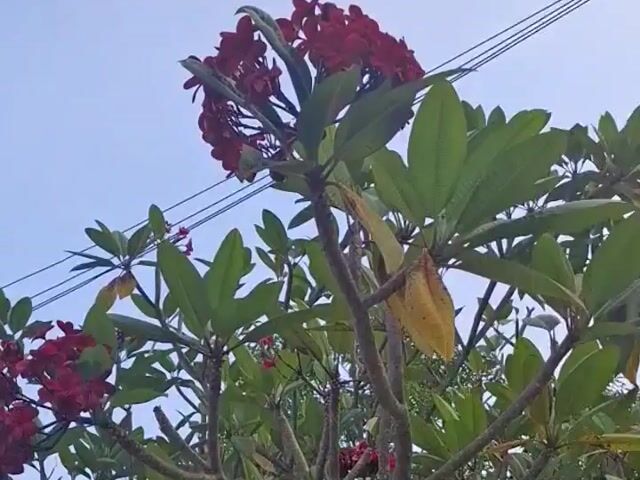 Video Image 1