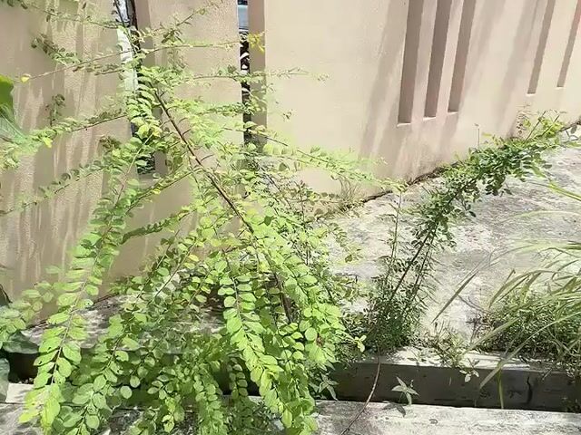 Video Image 1