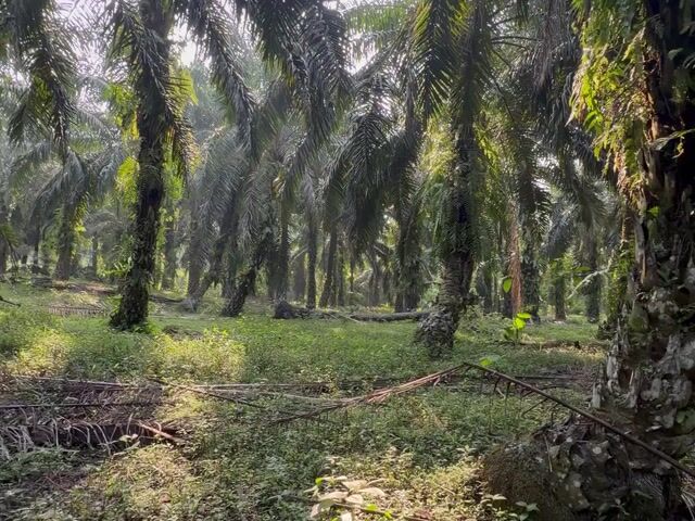 Video Image 1