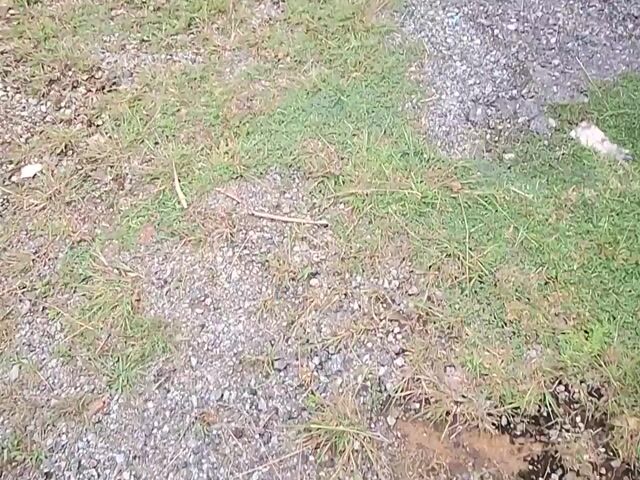 Video Image 1