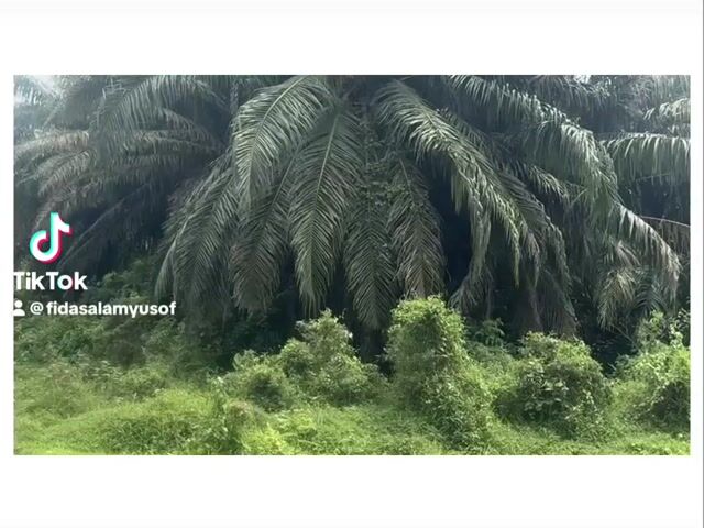 Video Image 1