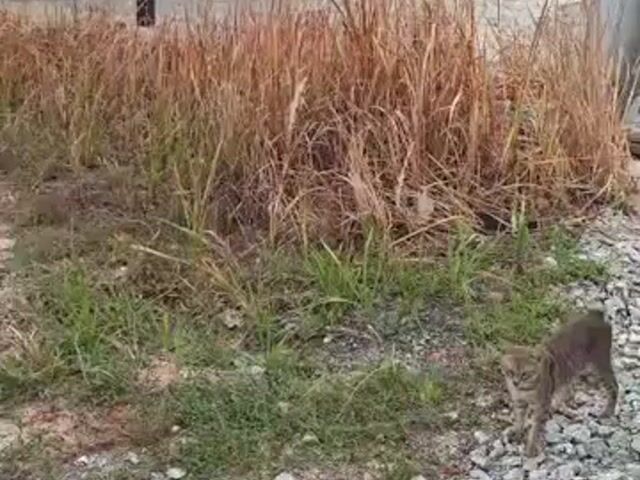 Video Image 1
