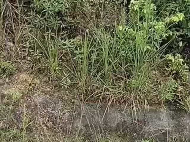 Video Image 1