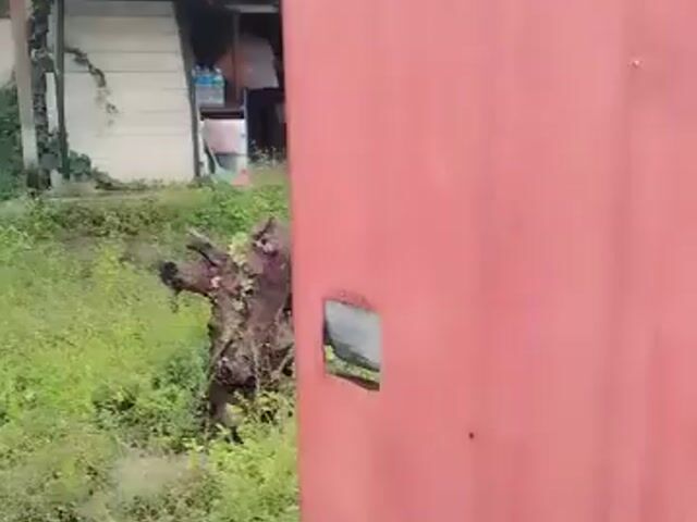 Video Image 1