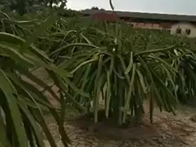 Video Image 1