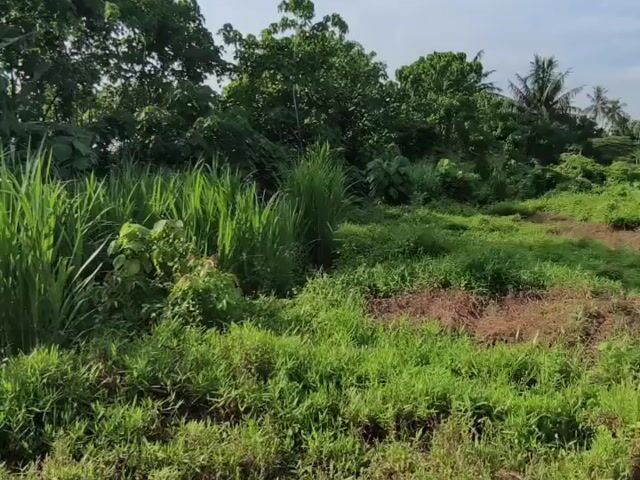 Video Image 1