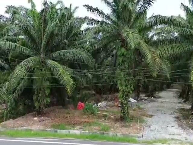 Video Image 1