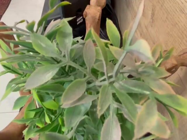Video Image 1