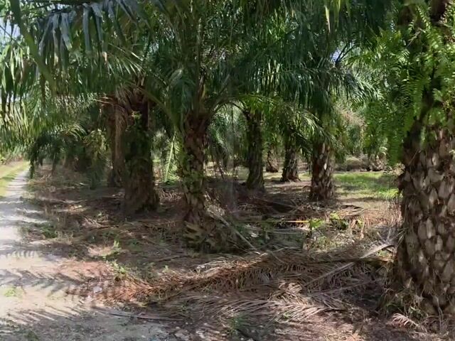 Video Image 1