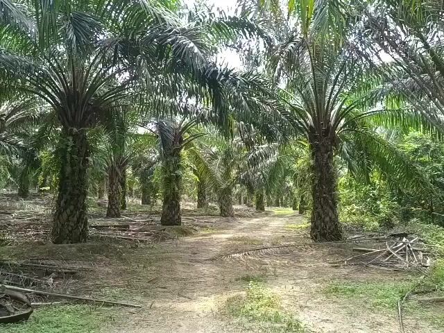 Video Image 1